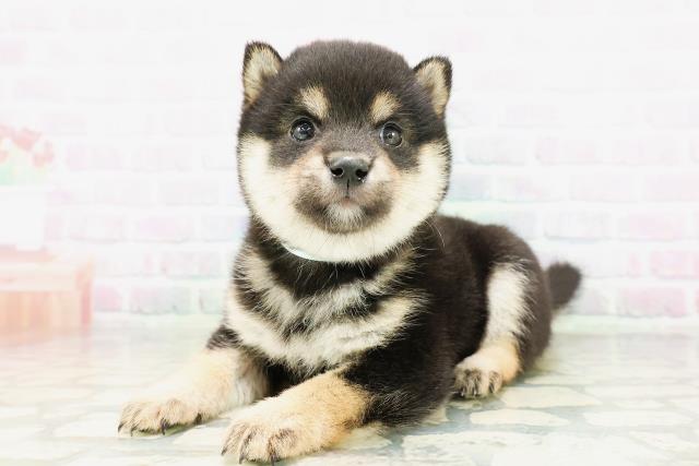 東京都の豆柴 (Coo&RIKU高円寺店/2026年5月10日生まれ/男の子/黒)の子犬の2枚目の画像