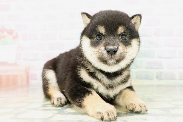 東京都の豆柴 (Coo&RIKU高円寺店/2026年5月10日生まれ/男の子/黒)の子犬の3枚目の画像