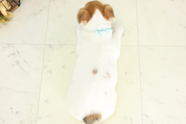東京都のジャックラッセルテリア (Coo&RIKU八王子西店/2026年5月9日生まれ/男の子/タンホワイト)の子犬の4枚目の画像
