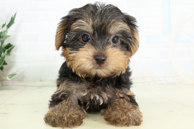 島根県のヨークシャーテリア (Coo&RIKU出雲店/2026年5月9日生まれ/男の子/スチールブルータン)の子犬