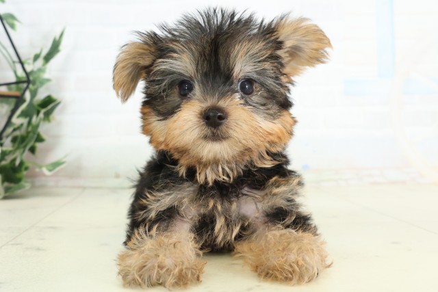 千葉県のヨークシャーテリア (Coo&RIKU東金店/2026年5月9日生まれ/男の子/スチールブルータン)の子犬の1枚目の画像