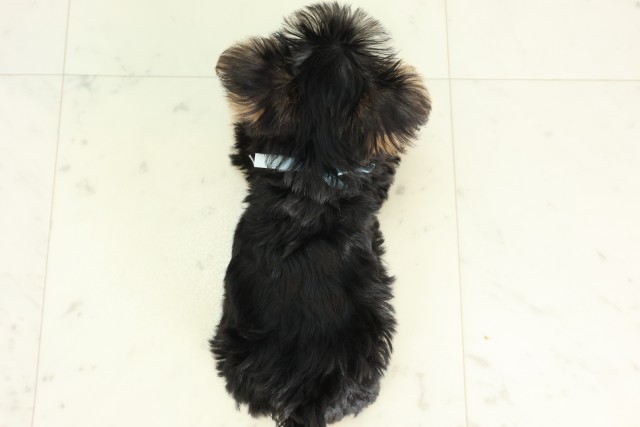 千葉県のヨークシャーテリア (Coo&RIKU東金店/2026年5月9日生まれ/男の子/スチールブルータン)の子犬の4枚目の画像