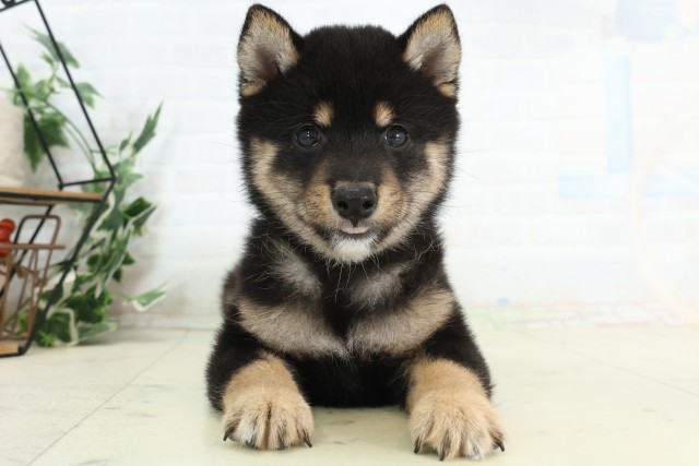 栃木県の豆柴 (Coo&RIKUFKDインターパーク店/2026年5月10日生まれ/男の子/黒)の子犬の1枚目の画像