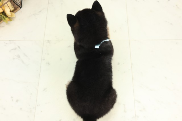 栃木県の豆柴 (Coo&RIKUFKDインターパーク店/2026年5月10日生まれ/男の子/黒)の子犬の4枚目の画像