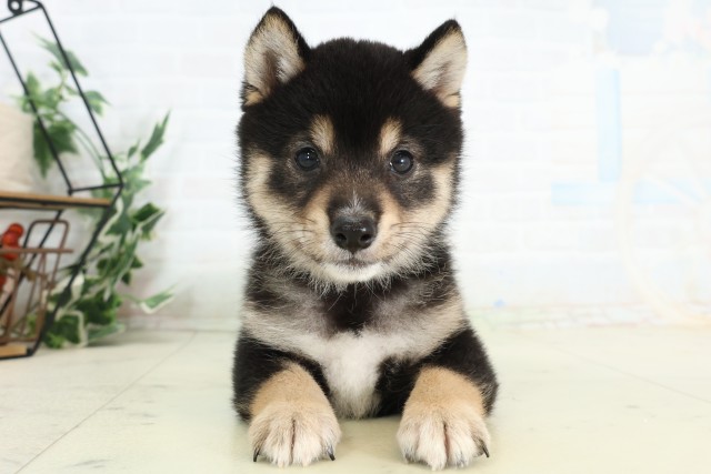 千葉県の豆柴 (Coo&RIKUフレスポ稲毛店/2026年5月10日生まれ/男の子/黒)の子犬の1枚目の画像