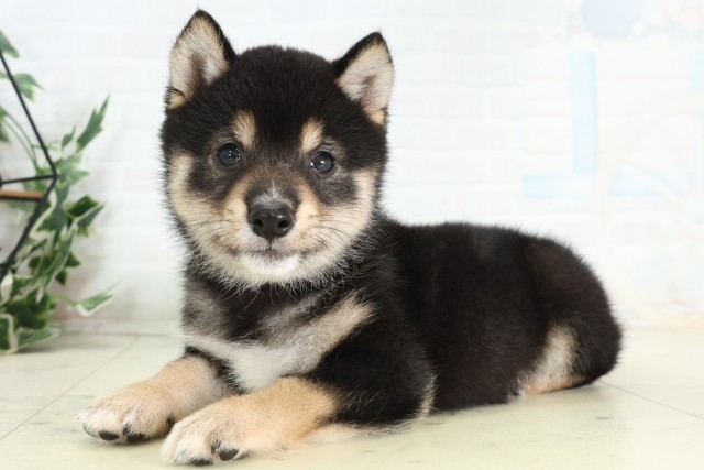 千葉県の豆柴 (Coo&RIKUフレスポ稲毛店/2026年5月10日生まれ/男の子/黒)の子犬の3枚目の画像