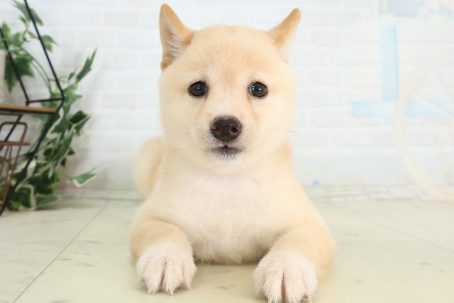 千葉県の豆柴 (Coo&RIKU若葉都賀店/2026年5月10日生まれ/女の子/白)の子犬の1枚目の画像