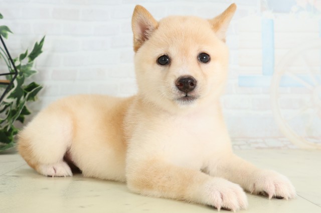 千葉県の豆柴 (Coo&RIKU若葉都賀店/2026年5月10日生まれ/女の子/白)の子犬の2枚目の画像