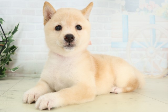 千葉県の豆柴 (Coo&RIKU若葉都賀店/2026年5月10日生まれ/女の子/白)の子犬の3枚目の画像