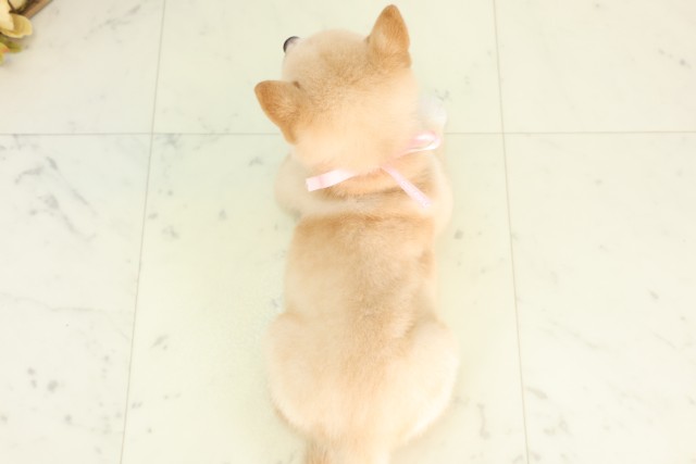 千葉県の豆柴 (Coo&RIKU若葉都賀店/2026年5月10日生まれ/女の子/白)の子犬の4枚目の画像