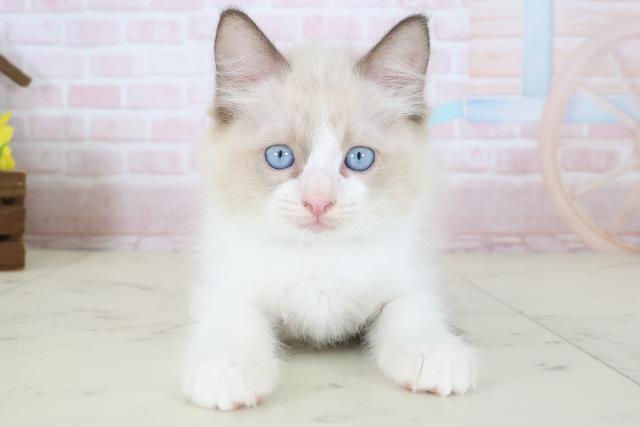 愛媛県のラグドール (Coo&RIKU大洲店/2026年5月10日生まれ/男の子/シールポイントバイカラー)の子猫の1枚目の画像