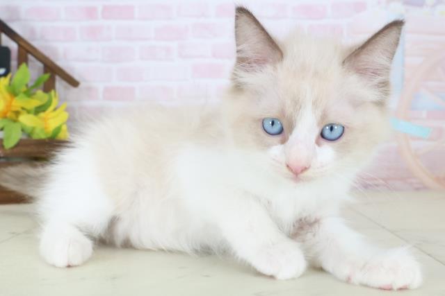 愛媛県のラグドール (Coo&RIKU大洲店/2026年5月10日生まれ/男の子/シールポイントバイカラー)の子猫の2枚目の画像