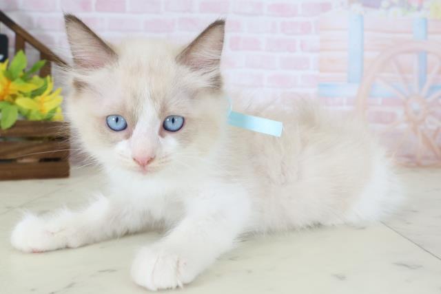 愛媛県のラグドール (Coo&RIKU大洲店/2026年5月10日生まれ/男の子/シールポイントバイカラー)の子猫の3枚目の画像