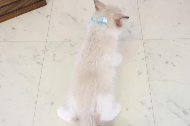 愛媛県のラグドール (Coo&RIKU大洲店/2026年5月10日生まれ/男の子/シールポイントバイカラー)の子猫の4枚目の画像
