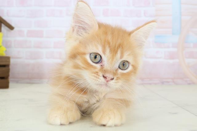 広島県のミヌエット (Coo&RIKU広島中央店/2026年5月6日生まれ/男の子/レッドタビー)の子猫の1枚目の画像