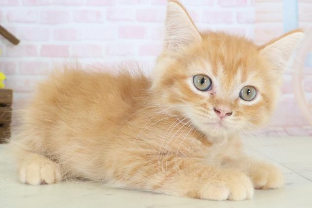広島県のミヌエット (Coo&RIKU広島中央店/2026年5月6日生まれ/男の子/レッドタビー)の子猫の2枚目の画像