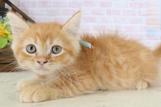 広島県のミヌエット (Coo&RIKU広島中央店/2026年5月6日生まれ/男の子/レッドタビー)の子猫の3枚目の画像