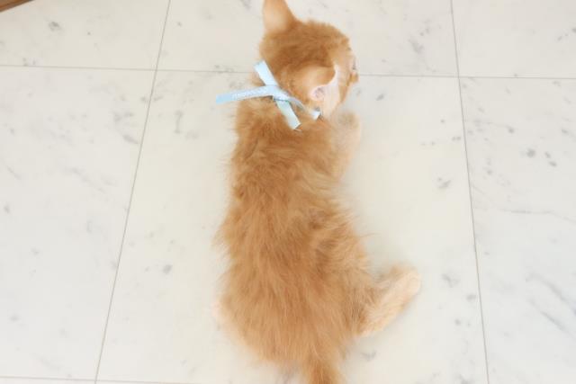 広島県のミヌエット (Coo&RIKU広島中央店/2026年5月6日生まれ/男の子/レッドタビー)の子猫の4枚目の画像