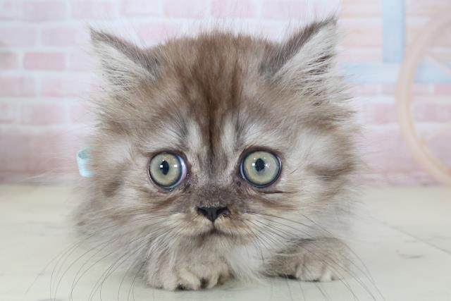 東京都のミヌエット (Coo&RIKU東久留米店/2026年4月16日生まれ/男の子/ブラックスモーク)の子猫の1枚目の画像