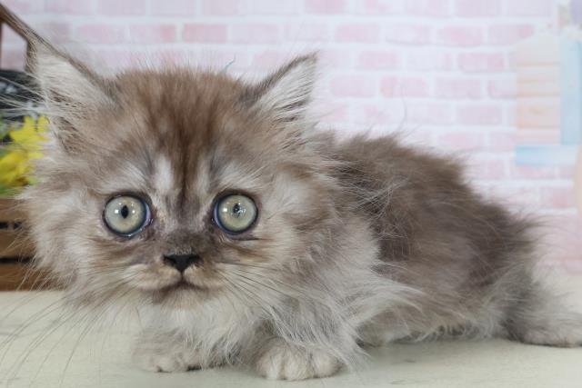 東京都のミヌエット (Coo&RIKU東久留米店/2026年4月16日生まれ/男の子/ブラックスモーク)の子猫の3枚目の画像