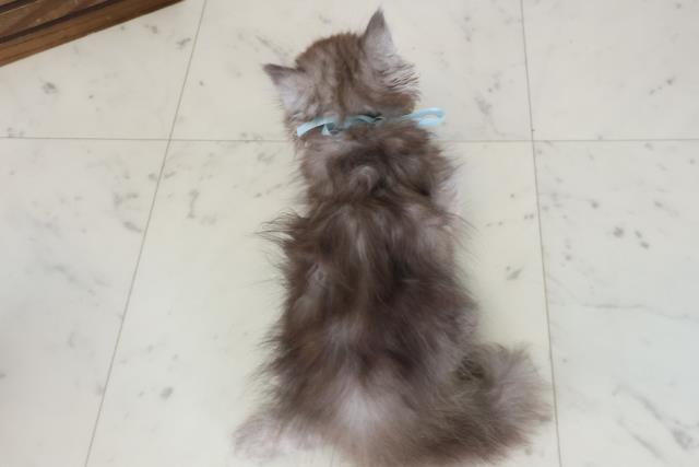 東京都のミヌエット (Coo&RIKU東久留米店/2026年4月16日生まれ/男の子/ブラックスモーク)の子猫の4枚目の画像