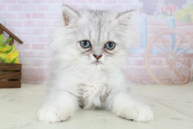 徳島県のエキゾチック (Coo&RIKU徳島店/2026年4月23日生まれ/男の子/シルバータビー)の子猫の1枚目の画像