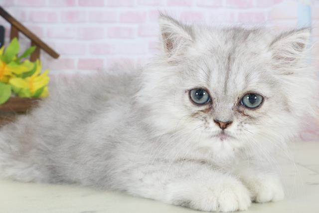 徳島県のエキゾチック (Coo&RIKU徳島店/2026年4月23日生まれ/男の子/シルバータビー)の子猫の2枚目の画像