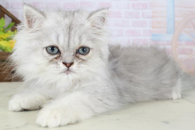 徳島県のエキゾチック (Coo&RIKU徳島店/2026年4月23日生まれ/男の子/シルバータビー)の子猫の3枚目の画像