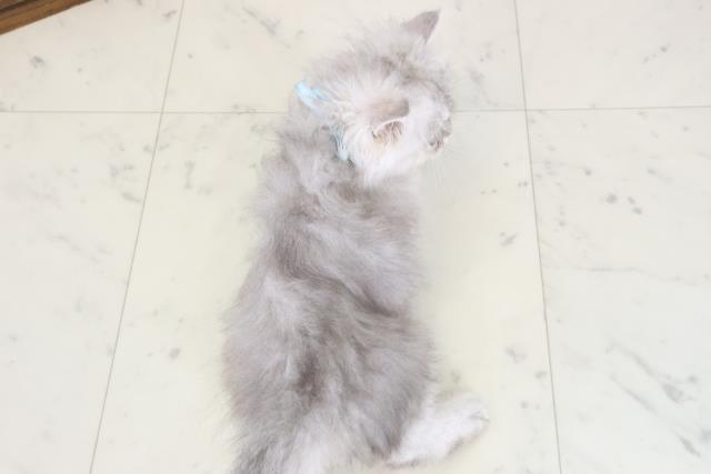 徳島県のエキゾチック (Coo&RIKU徳島店/2026年4月23日生まれ/男の子/シルバータビー)の子猫の4枚目の画像
