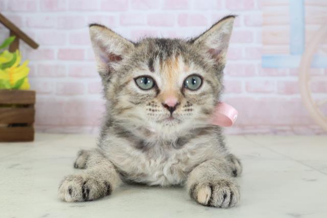 愛媛県のハーフ猫・ミックス猫 (Coo&RIKUイオンタウン川之江店/2026年5月9日生まれ/女の子/ブラウンパッチドタビー)の子猫の1枚目の画像