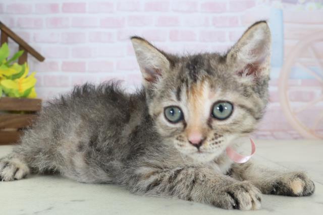 愛媛県のハーフ猫・ミックス猫 (Coo&RIKUイオンタウン川之江店/2026年5月9日生まれ/女の子/ブラウンパッチドタビー)の子猫の2枚目の画像