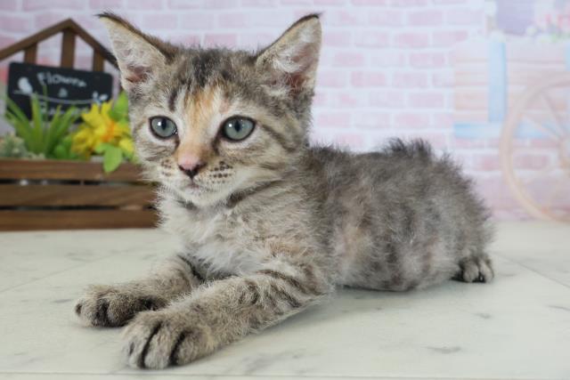 愛媛県のハーフ猫・ミックス猫 (Coo&RIKUイオンタウン川之江店/2026年5月9日生まれ/女の子/ブラウンパッチドタビー)の子猫の3枚目の画像