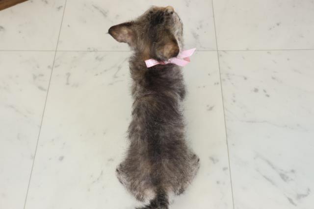 愛媛県のハーフ猫・ミックス猫 (Coo&RIKUイオンタウン川之江店/2026年5月9日生まれ/女の子/ブラウンパッチドタビー)の子猫の4枚目の画像