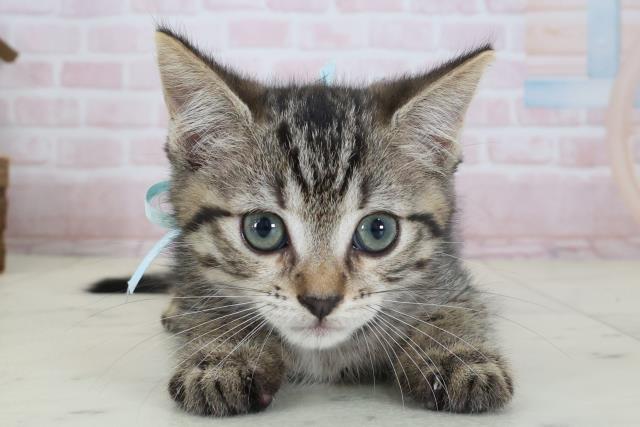 高知県のマンチカン (Coo&RIKU高知御座店/2026年5月7日生まれ/男の子/ブラウンタビー)の子猫の1枚目の画像