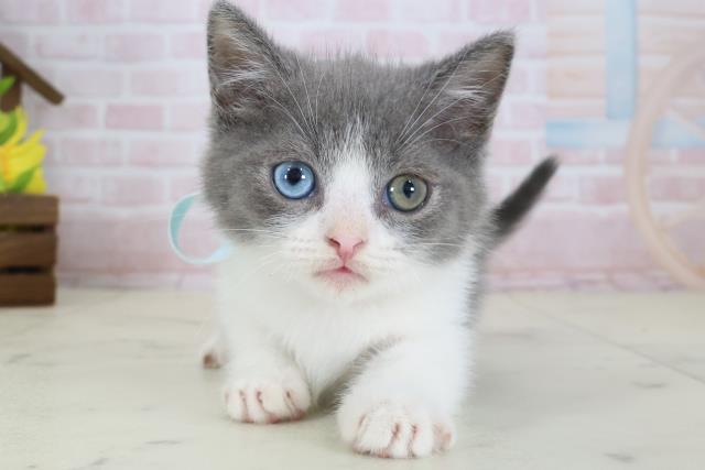岡山県のマンチカン (Coo&RIKU岡山店/2026年5月7日生まれ/男の子/ブルーホワイト)の子猫の1枚目の画像