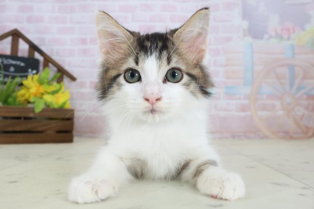 千葉県のメインクーン (Coo&RIKU流山店/2026年4月18日生まれ/男の子/ブラウンタビーホワイト)の子猫の1枚目の画像