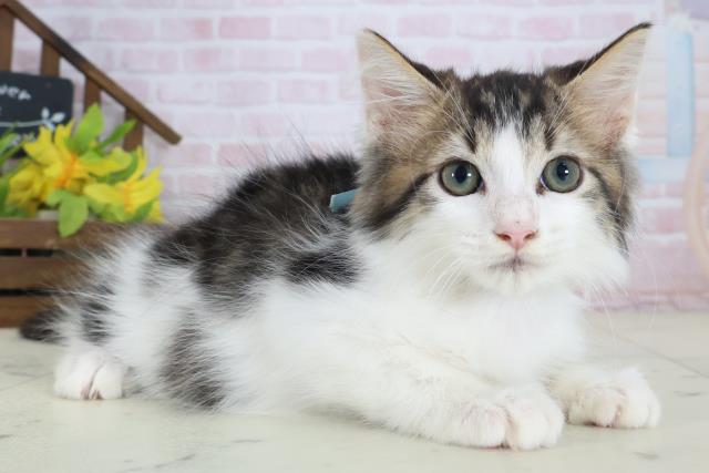 千葉県のメインクーン (Coo&RIKU流山店/2026年4月18日生まれ/男の子/ブラウンタビーホワイト)の子猫の2枚目の画像