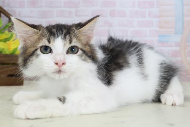 千葉県のメインクーン (Coo&RIKU流山店/2026年4月18日生まれ/男の子/ブラウンタビーホワイト)の子猫の3枚目の画像