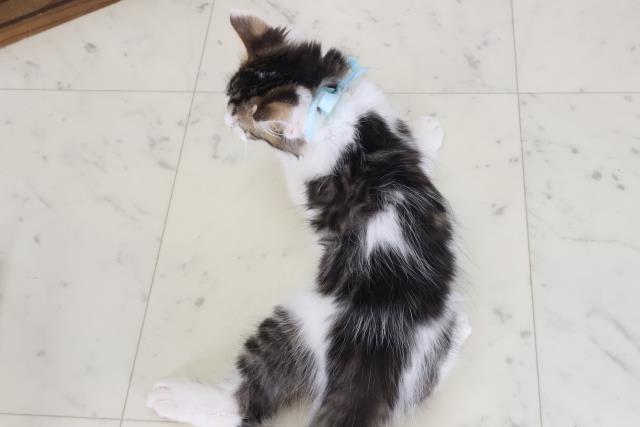 千葉県のメインクーン (Coo&RIKU流山店/2026年4月18日生まれ/男の子/ブラウンタビーホワイト)の子猫の4枚目の画像