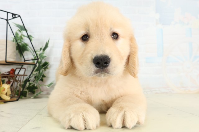 神奈川県のゴールデンレトリバー (Coo&RIKU藤沢店/2026年5月10日生まれ/女の子/ゴールデン)の子犬