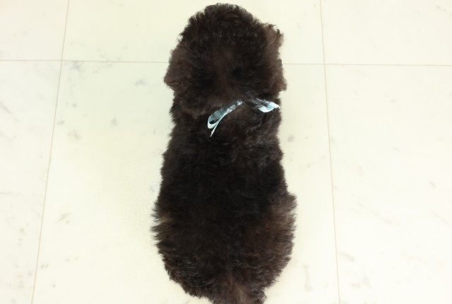 栃木県のトイプードル(トイ) (Coo&RIKUFKDインターパーク店/2026年5月9日生まれ/男の子/シルバー)の子犬の4枚目の画像