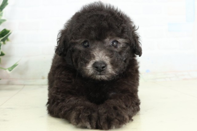 高知県のトイプードル(トイ) (Coo&RIKUのいち店/2026年5月9日生まれ/男の子/シルバー)の子犬の1枚目の画像