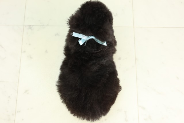 高知県のトイプードル(トイ) (Coo&RIKUのいち店/2026年5月9日生まれ/男の子/シルバー)の子犬の4枚目の画像