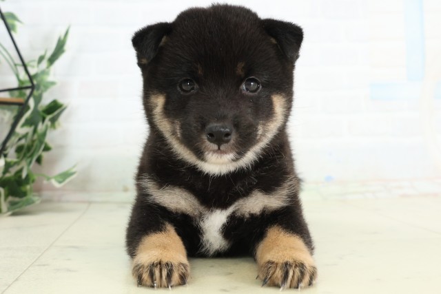 千葉県の豆柴 (Coo&RIKUアクロスモール新鎌ケ谷店/2026年5月7日生まれ/男の子/黒)の子犬の1枚目の画像