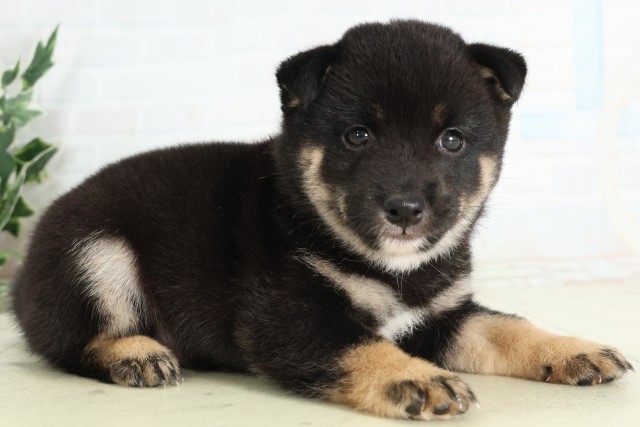 千葉県の豆柴 (Coo&RIKUアクロスモール新鎌ケ谷店/2026年5月7日生まれ/男の子/黒)の子犬の2枚目の画像