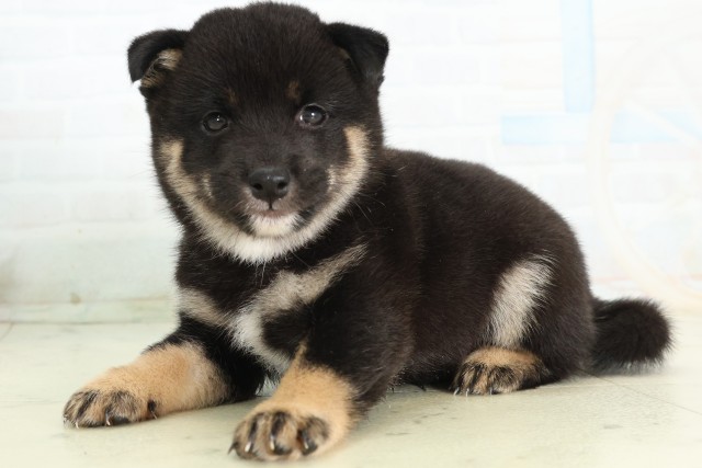 千葉県の豆柴 (Coo&RIKUアクロスモール新鎌ケ谷店/2026年5月7日生まれ/男の子/黒)の子犬の3枚目の画像