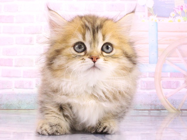 大阪府のマンチカン (Coo&RIKU梅田店/2026年5月10日生まれ/女の子/チンチラゴールデン)の子猫