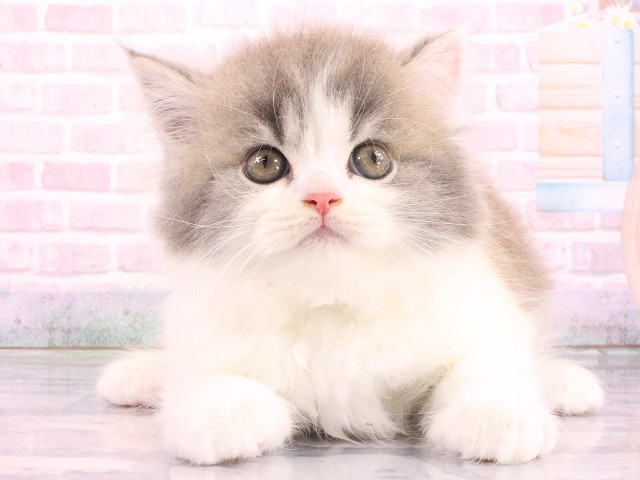 兵庫県のマンチカン (Coo&RIKU神戸三宮店/2026年5月9日生まれ/男の子/ブルータビーホワイト)の子猫の1枚目の画像