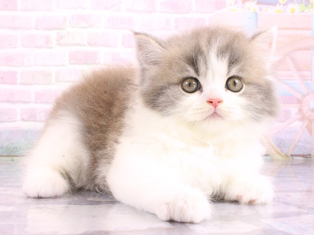 兵庫県のマンチカン (Coo&RIKU神戸三宮店/2026年5月9日生まれ/男の子/ブルータビーホワイト)の子猫の2枚目の画像