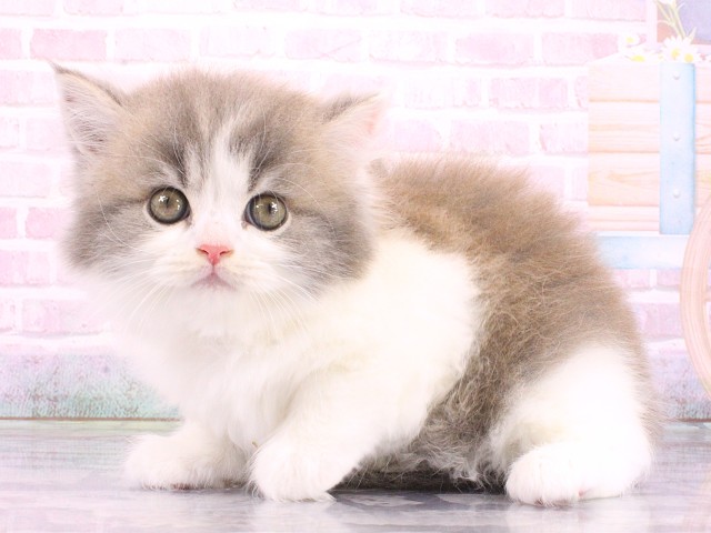 兵庫県のマンチカン (Coo&RIKU神戸三宮店/2026年5月9日生まれ/男の子/ブルータビーホワイト)の子猫の3枚目の画像
